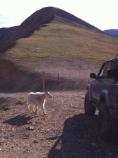Mountain Goat hitching a ride