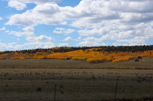 Community Aspens